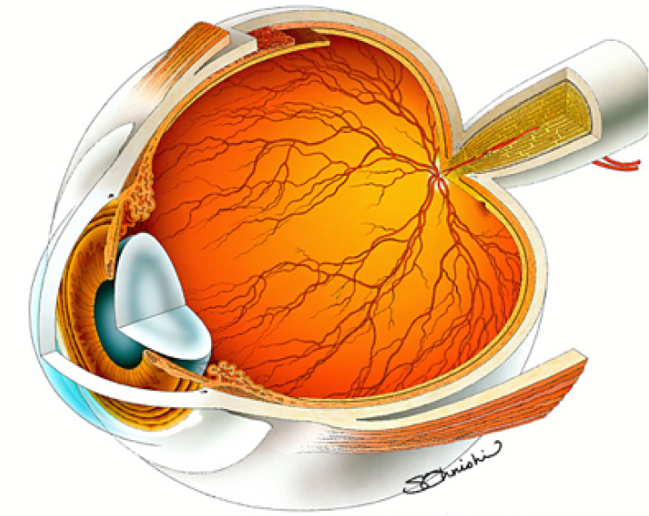 目の模型図