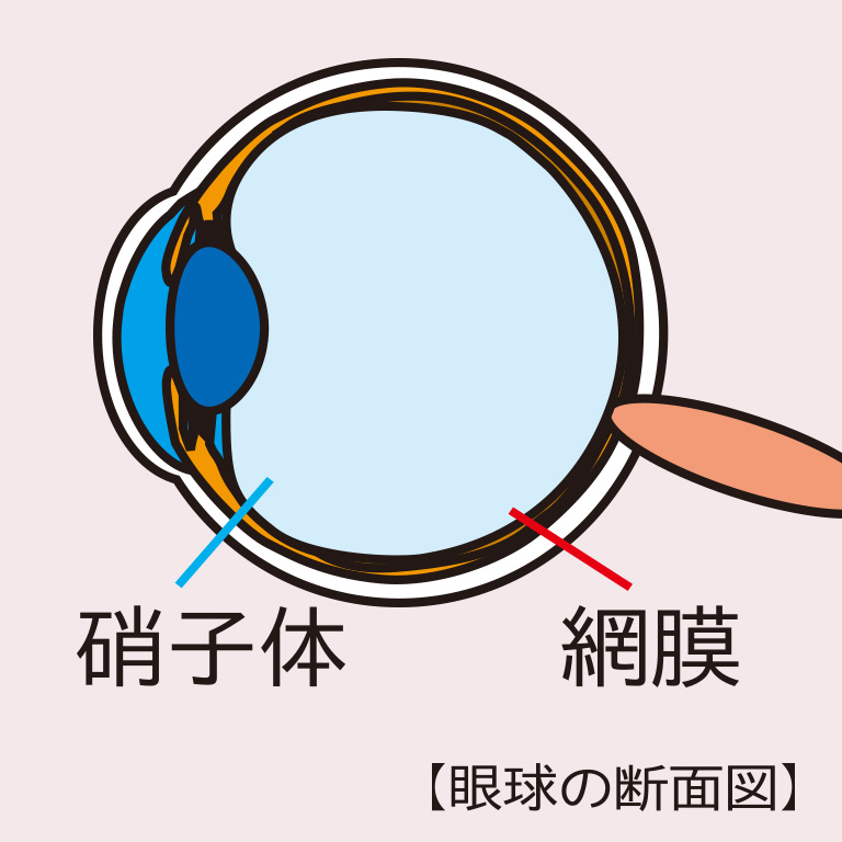 網膜の図